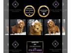 Poodle (Toy) PUPPY FOR SALE ADN-795774 - Sandy Sue Toy Poodle