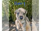 Chizer PUPPY FOR SALE ADN-795778 - Merle Chizer puppies mini schnauzerchihuahua