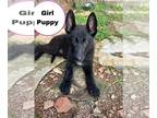 German Shepherd Dog PUPPY FOR SALE ADN-795779 - Black German Shepherd