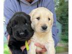 Golden Labrador PUPPY FOR SALE ADN-795781 - Golden Retriever Lab Mixes