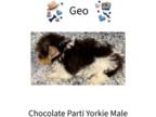 Yorkshire Terrier PUPPY FOR SALE ADN-795785 - Chocolate Parti Yorkie