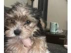 Yorkshire Terrier PUPPY FOR SALE ADN-795786 - AKC Male Yorkie Puppy