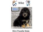 Poodle (Miniature) PUPPY FOR SALE ADN-795789 - Phantom Silver Poodle