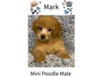 Poodle (Miniature) PUPPY FOR SALE ADN-795790 - Red Poodle