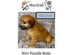 Poodle (Miniature) PUPPY FOR SALE ADN-795792 - Red Brindle Poodle