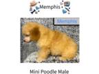 Poodle (Miniature) PUPPY FOR SALE ADN-795794 - Apricot Poodle