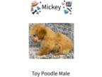Poodle (Toy) PUPPY FOR SALE ADN-795796 - Apricot Poodle