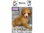 Poodle (Toy) PUPPY FOR SALE ADN-795797 - Apricot Poodle