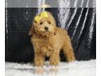 Poodle (Toy) PUPPY FOR SALE ADN-795798 - Huckleberry AKC Toy Poodle