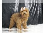 Poodle (Toy) PUPPY FOR SALE ADN-795800 - Robin AKC Toy Poodle
