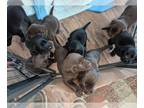 Labmaraner PUPPY FOR SALE ADN-795815 - Longhair weim choc lab mix puppies