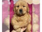 Golden Retriever PUPPY FOR SALE ADN-795837 - Golden Retriever puppy