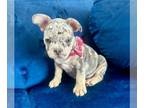 French Bulldog PUPPY FOR SALE ADN-795858 - LILAC MERLE PRINCESS
