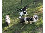 Akita PUPPY FOR SALE ADN-795893 - This is our first litter of American Akitas