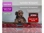 Morkie PUPPY FOR SALE ADN-795895 - SALE Rayna Interest Free payments
