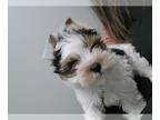Biewer Terrier PUPPY FOR SALE ADN-795925 - Biewer Terrier