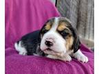 Beagle PUPPY FOR SALE ADN-795933 - AKC Beagle Puppies
