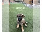 German Shepherd Dog PUPPY FOR SALE ADN-795961 - European Sable puppies