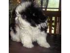 Shih Tzu Puppy for sale in Wittmann, AZ, USA