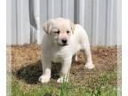 Labrador Retriever PUPPY FOR SALE ADN-795966 - English lab