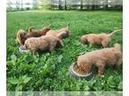 Labradoodle PUPPY FOR SALE ADN-795968 - Teeger and Rowan