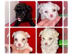 Maltipoo-Poodle (Toy) Mix PUPPY FOR SALE ADN-795972 - TOY F1B maltipoos