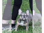 French Bulldog PUPPY FOR SALE ADN-795984 - 4 Frenchie puppies