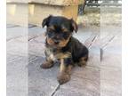 Yorkshire Terrier PUPPY FOR SALE ADN-795988 - Female Puppy
