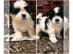 Shih Tzu PUPPY FOR SALE ADN-795999 - Puppies