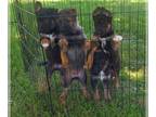German Shepherd Dog PUPPY FOR SALE ADN-796004 - German Shepard Puppies