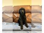 Poodle (Standard) PUPPY FOR SALE ADN-796008 - Standard Poodle Puppies parti and