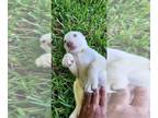 Labrador Retriever PUPPY FOR SALE ADN-796015 - Lab puppies
