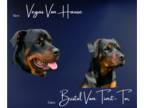 Rottweiler PUPPY FOR SALE ADN-796030 - AKC Rottweiler Puppies
