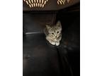 Adopt Rosie Perez a Domestic Short Hair