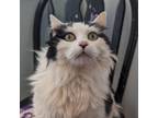 Adopt Misty a Domestic Long Hair