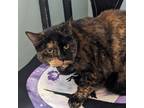 Adopt Toffee a Domestic Short Hair