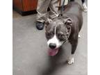 Adopt Chunky a Pit Bull Terrier