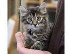 Adopt Atlanta a Domestic Medium Hair, Domestic Short Hair