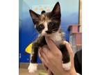 Adopt Ladybug a Domestic Short Hair