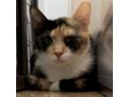 Adopt Pinky a Domestic Short Hair