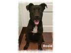 Adopt Rosie a Black Labrador Retriever, Border Collie