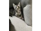 Adopt Louisa a Domestic Short Hair