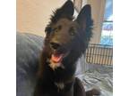 Adopt Whitney a Border Collie, Mixed Breed