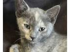 Adopt Andie - Bonded Pair a Torbie, Domestic Short Hair