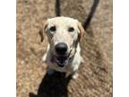 Adopt Holly Faye a Labrador Retriever