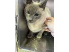 Adopt Angel a Siamese, Domestic Short Hair