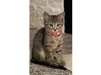 Adopt Xiangqi a Domestic Short Hair, Tabby