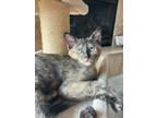 Adopt Viva a Domestic Short Hair