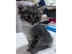 Adopt Xiali a Domestic Short Hair, Tabby