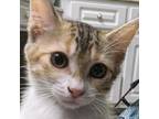 Adopt Ms. Marbles a Domestic Short Hair